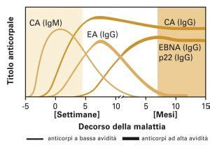 anticorpi heterofili|Anticorpi heterofili anti virus Epstein Barr IgM